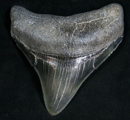 Large & Beautiful Posterior Megalodon Tooth #8634
